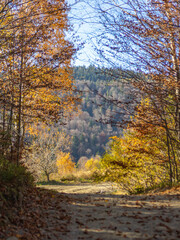 Autumn colors in the mountain forests