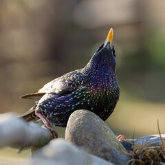 Starling drinks water from a bird watering hole. Moravia. Czechia.