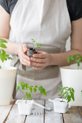 Young woman planting tomato seedlings in the ground in early spring. The concept of home urban gardening, agricultural development. Wooden table