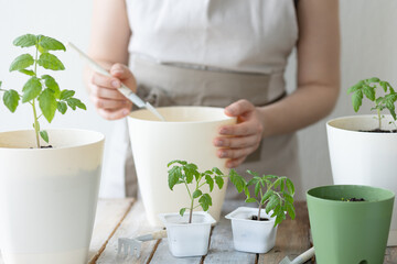 Young woman planting tomato seedlings in the ground in early spring. The concept of home urban gardening, agricultural development. Wooden table