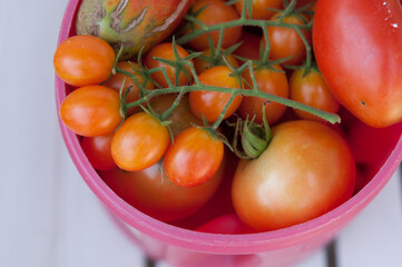 garden tomatoes in a round plastic bin
