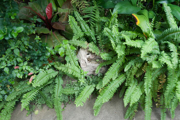 fern leaves at the conservatory