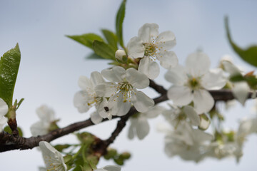 white tree blossoms on a light blue sky