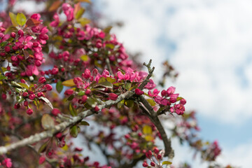pink blossoms and sky with clouds