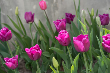 tulips in pink and purple growing by a wall
