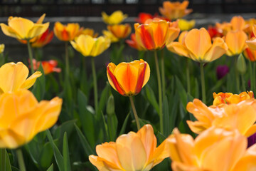 tulips in the sun