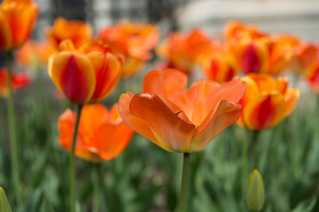field of orange tulips close up