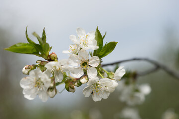 tree flowers in the sun