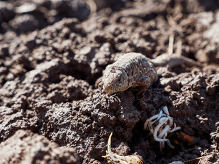 The lizard crawled out of the ground in early spring.