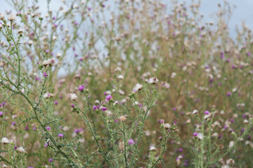 background with thistle blooms and seeds 