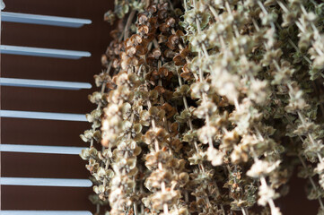 abstract background with basil seed spikes