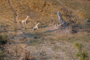 Giraffes running on the savanna of  the Okavango Delta