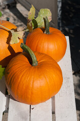 orange pumpkins on a table outdoors