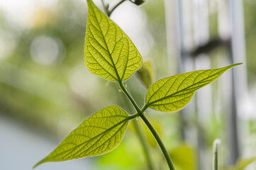 bean leaves on a bokeh background