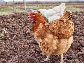 The chicken feeds on worms on freshly plowed land.