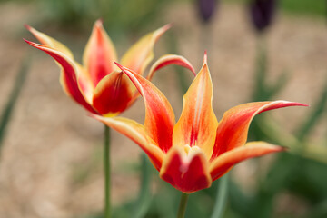 Fototapeta premium two yellow orange tulips close up