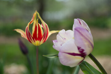 two varieties of tulips in the orchard