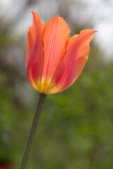 isolated orange tulip close up