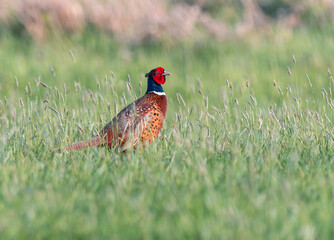 Phasianus colchicus in fresh spring grass