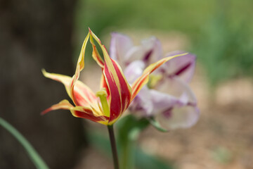 fancy tulips growing in the orchard