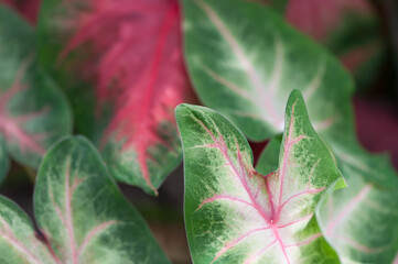 Caladium leaves close up