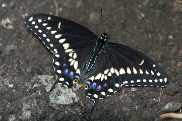 butterfly on the ground