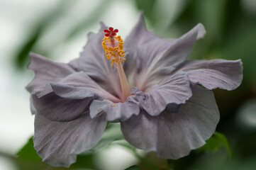 hibiscus flower close up © eugen