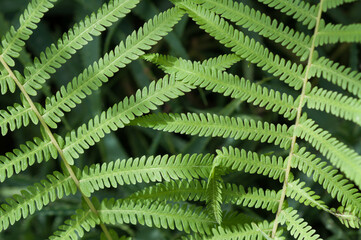 fern leaves