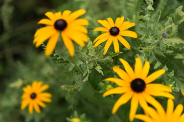 yellow flowers in the garden
