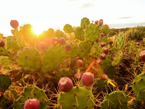 Calm Cactus Desert Sunset