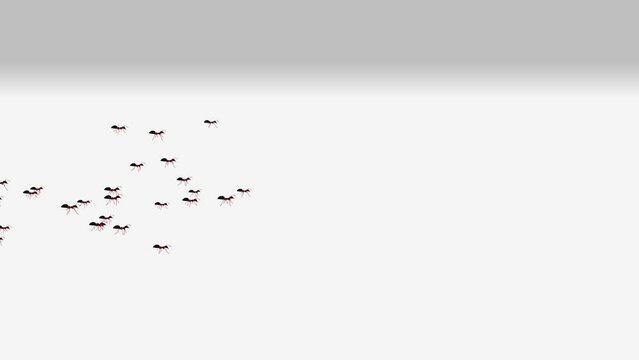 Line of worker ants marching in search of food on white background animation. green screen 3d 4K. Ant insect, emmet insects Pismire. Teamwork Pest snthill. Ant insects randomly crawling over screen