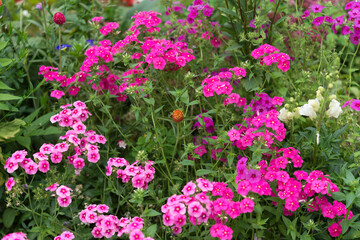 small pink flowers in the garden (phlox?)