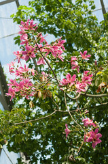 Fototapeta na wymiar Ceiba speciosa known as the floss silk tree in bloom at the local conservatory