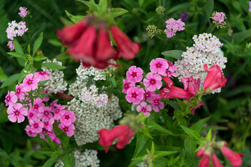 pink flowers in the garden