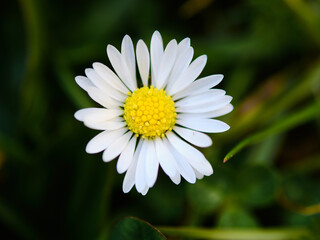 Obraz premium Common daisy flower