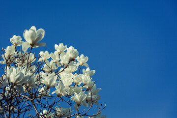 Landscape with spring light, parks and flowers.