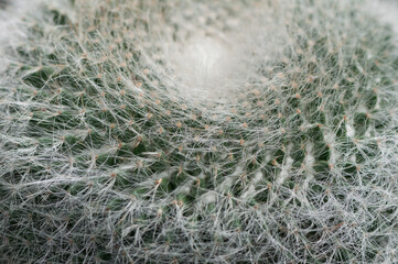 close up of cactus