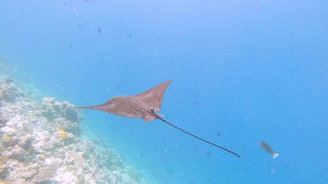 Whitespotted eagle ray aetobatus ocellatus swimming in blue water along tropical coral reef wall