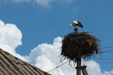 selective focus on a stork in the nest, which tilted its head against the background of a tiled roof and sky