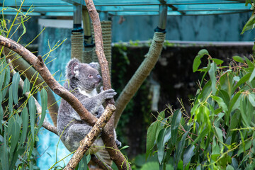 木の上で遠くを見つめる可愛いコアラ