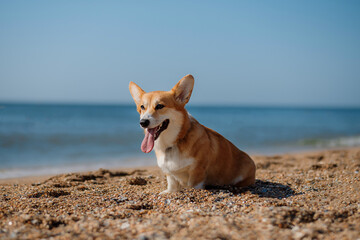 Happy welsh corgi pembroke dog at the beach