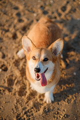 Happy welsh corgi pembroke dog at the beach