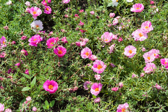 Portulaca Grandiflora Images Browse 2 9 Stock Photos Vectors And Video Adobe Stock Portulaca Grandiflora Images Browse 2 9 Stock Photos Vectors And Video Adobe Stock