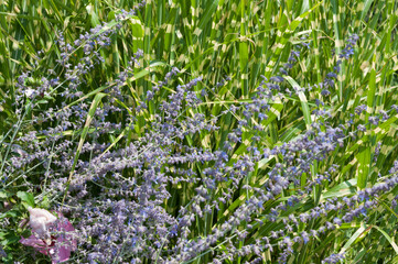 Salvia yangii and ornamental grass combinatory