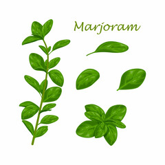 Marjoram. Green marjoram leaves and a sprig of marjoram. A spicy, medicinal herb for seasoning. Vector illustration isolated on a white background