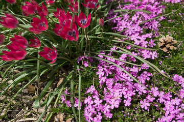Obraz premium pink flowers in the garden (dwarf tulips and Phlox subulata)