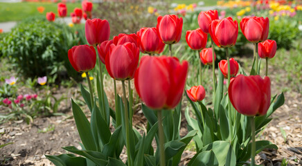 red tulips in part sun and shade