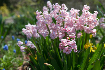 pink flowers in the garden