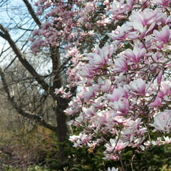 large blossoms on a tree in the park - square format