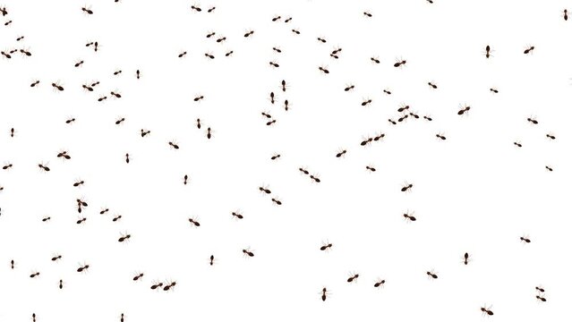 Line of worker ants marching in search of food on white background animation. green screen 3d 4K. Ant insect, emmet insects Pismire. Teamwork Pest snthill. Ant insects randomly crawling over screen